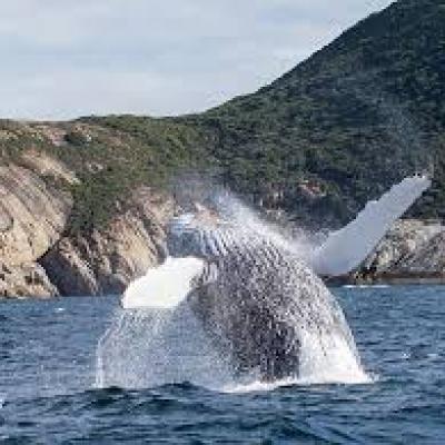 whales