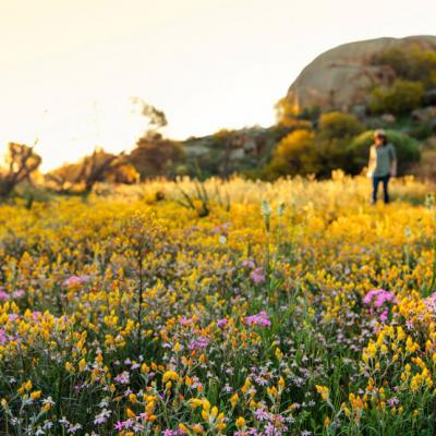 wildflowers near eaglestone rock credit tourism western australia 3